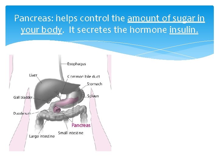 Pancreas: helps control the amount of sugar in your body. It secretes the hormone