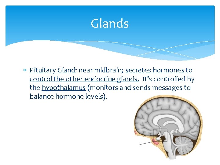 Glands Pituitary Gland: near midbrain; secretes hormones to control the other endocrine glands. It’s