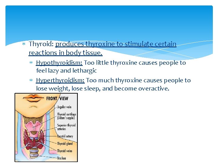  Thyroid: produces thyroxine to stimulate certain reactions in body tissue. Hypothyroidism: Too little