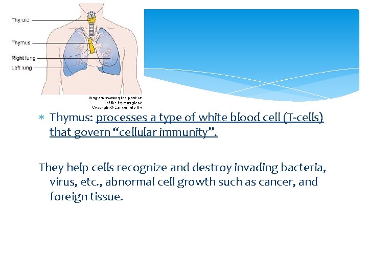  Thymus: processes a type of white blood cell (T-cells) that govern “cellular immunity”.
