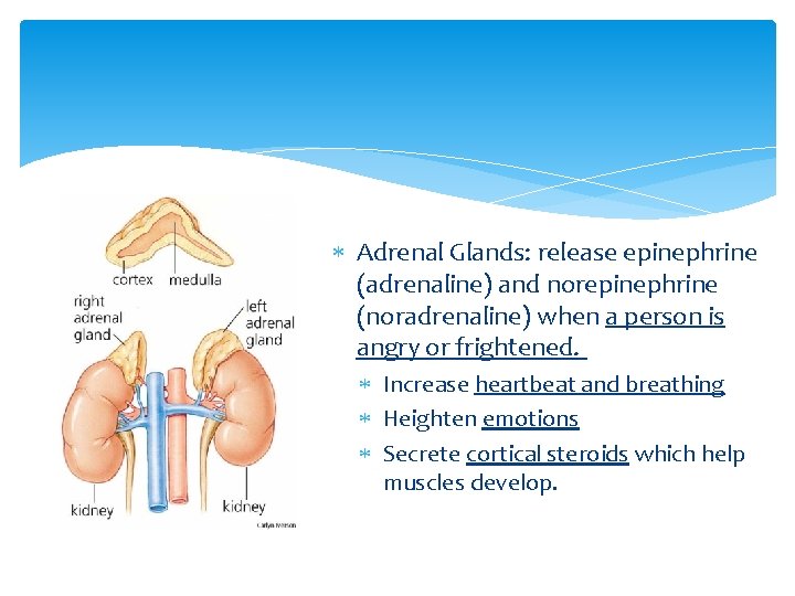  Adrenal Glands: release epinephrine (adrenaline) and norepinephrine (noradrenaline) when a person is angry