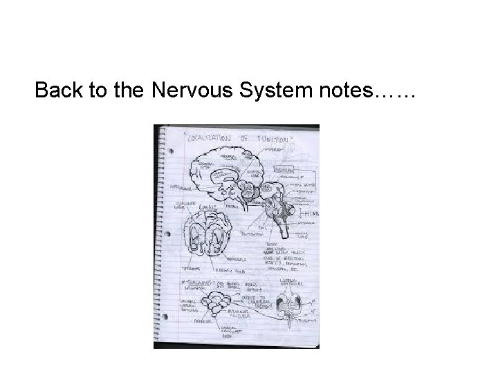 Back to the Nervous System notes…… 