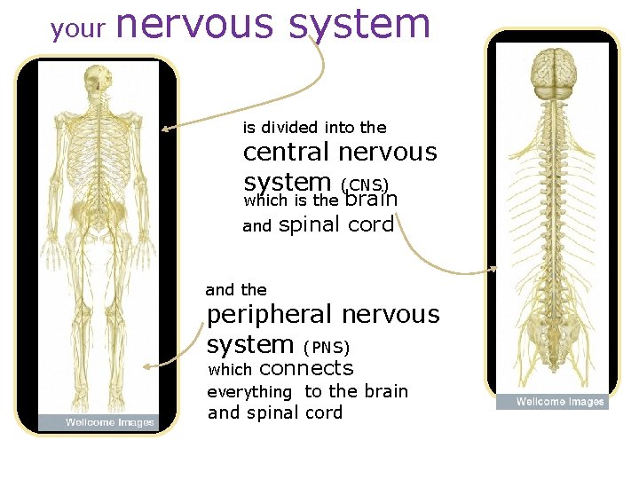 your nervous system is divided into the central nervous system (CNS) brain and spinal