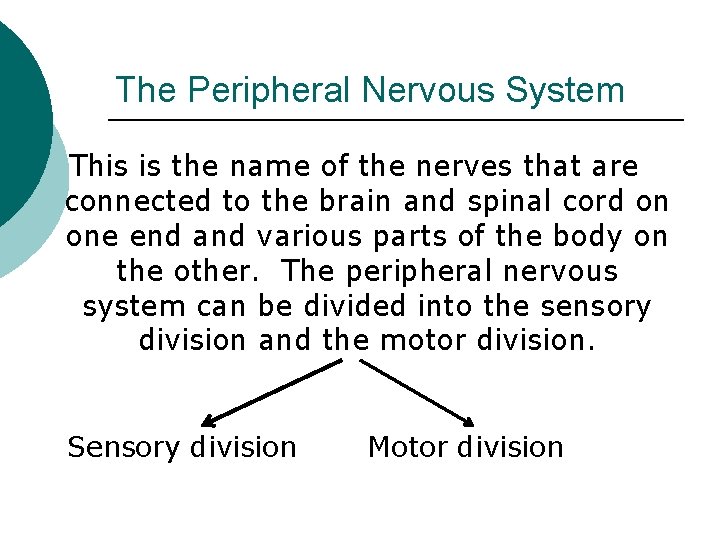 The Peripheral Nervous System This is the name of the nerves that are connected