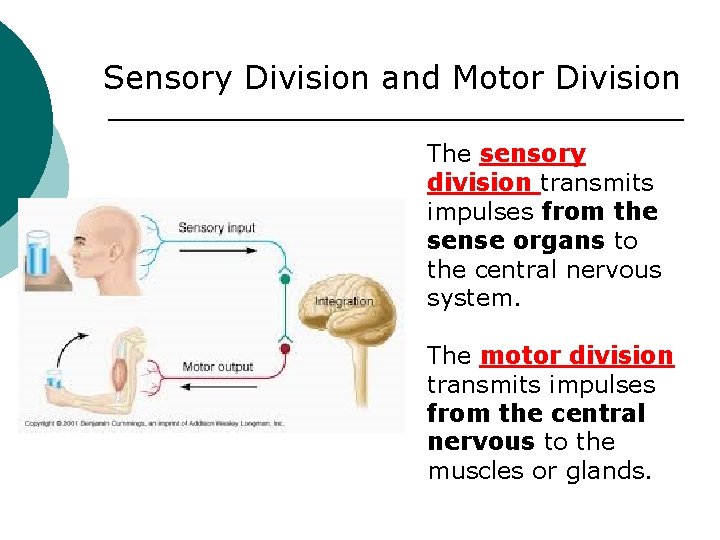 Sensory Division and Motor Division The sensory division transmits impulses from the sense organs