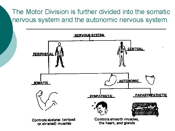 The Motor Division is further divided into the somatic nervous system and the autonomic