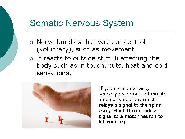 Somatic Nervous System ¡ ¡ Nerve bundles that you can control (voluntary), such as