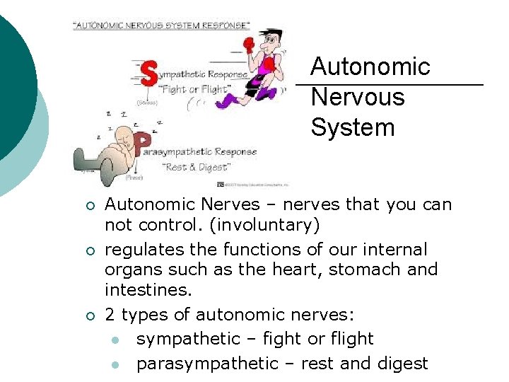 Autonomic Nervous System ¡ ¡ ¡ Autonomic Nerves – nerves that you can not