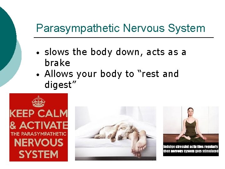 Parasympathetic Nervous System • • slows the body down, acts as a brake Allows