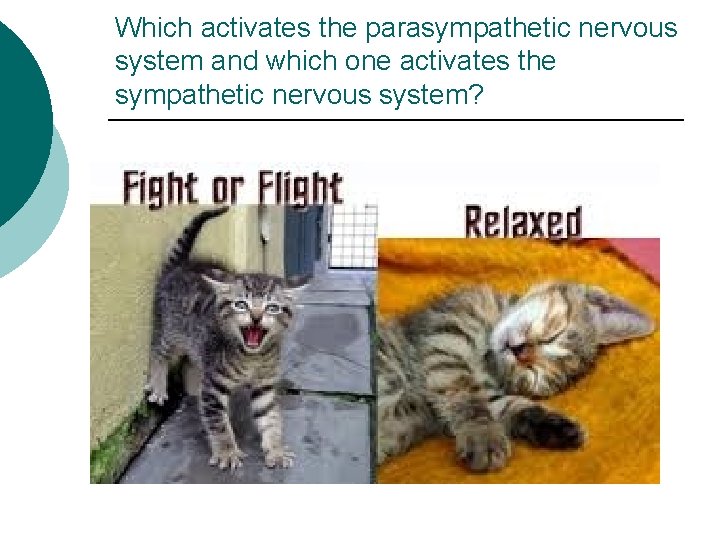 Which activates the parasympathetic nervous system and which one activates the sympathetic nervous system?