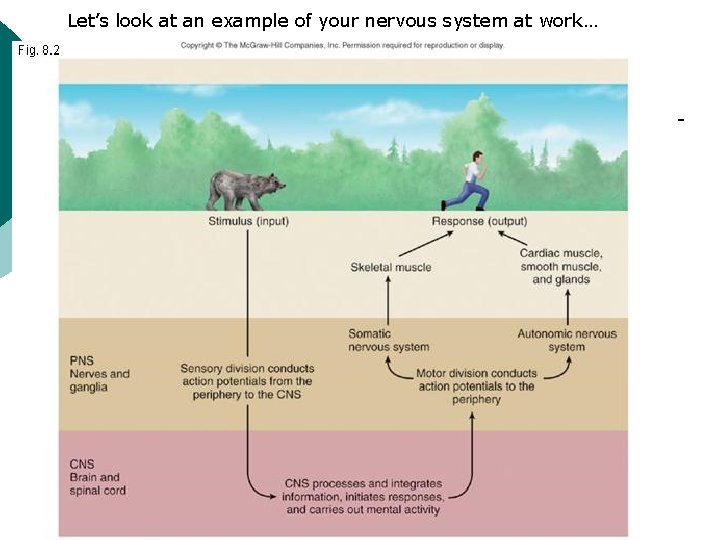 Let’s look at an example of your nervous system at work… 