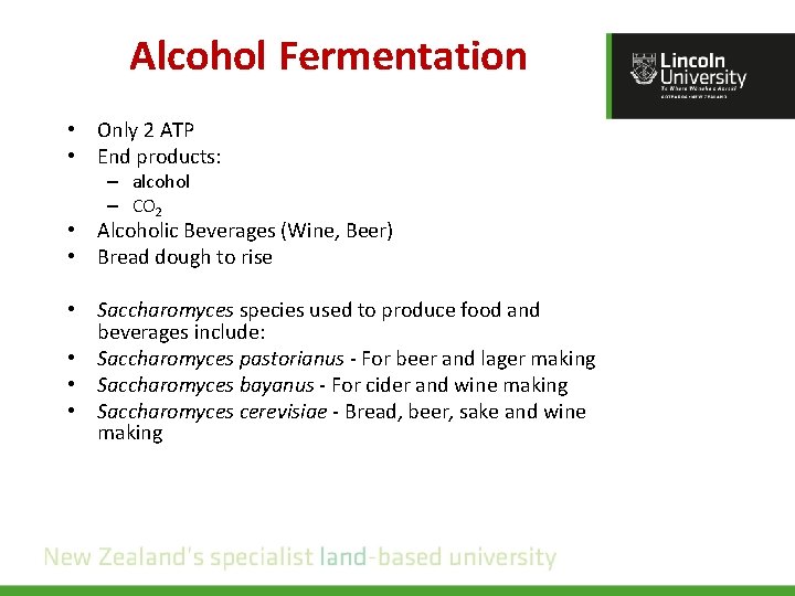 Alcohol Fermentation • Only 2 ATP • End products: – alcohol – CO 2