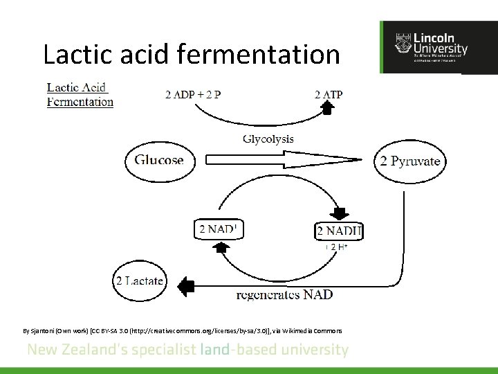 Lactic acid fermentation By Sjantoni (Own work) [CC BY-SA 3. 0 (http: //creativecommons. org/licenses/by-sa/3.