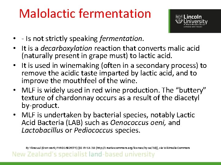 Malolactic fermentation • - Is not strictly speaking fermentation. • It is a decarboxylation