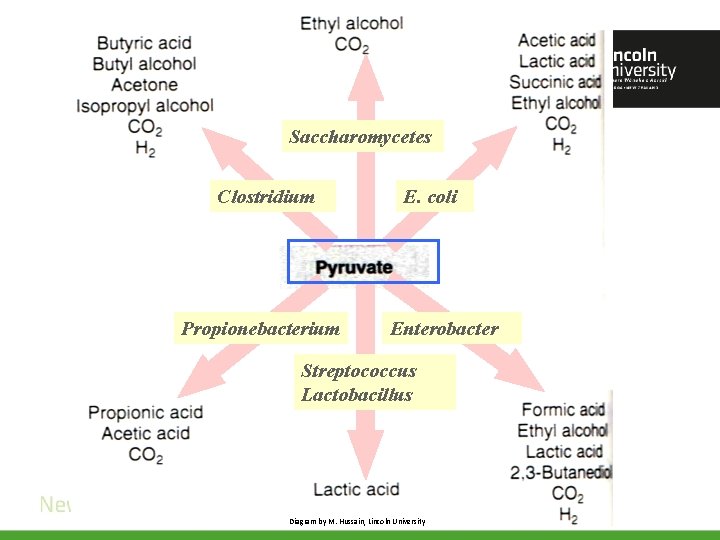 Saccharomycetes Clostridium Propionebacterium E. coli Enterobacter Streptococcus Lactobacillus Diagram by M. Hussain, Lincoln University