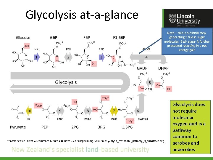 Glycolysis at-a-glance Note – this is a critical step, generating 2 triose sugar molecules.