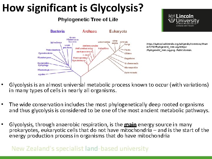 How significant is Glycolysis? https: //upload. wikimedia. org/wikipedia/commons/thum b/7/70/Phylogenetic_tree. svg/450 px. Phylogenetic_tree. svg. png.