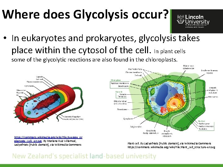Where does Glycolysis occur? • In eukaryotes and prokaryotes, glycolysis takes place within the