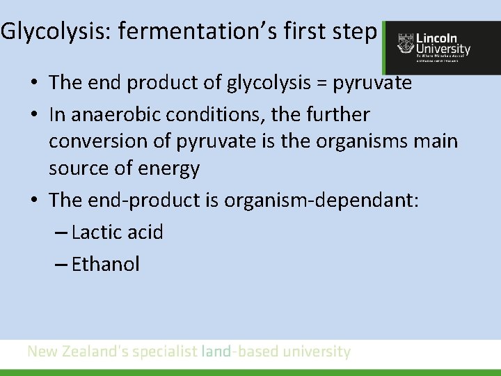 Glycolysis: fermentation’s first step • The end product of glycolysis = pyruvate • In