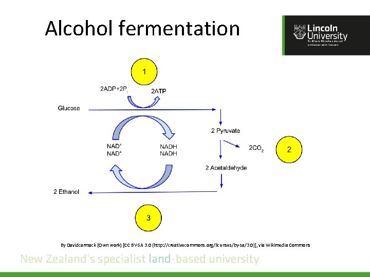 Alcohol fermentation By Davidcarmack (Own work) [CC BY-SA 3. 0 (http: //creativecommons. org/licenses/by-sa/3. 0)],