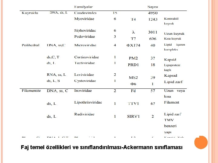 Faj temel özellikleri ve sınıflandırılması-Ackermann sınıflaması 