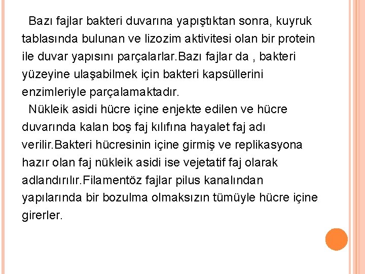 Bazı fajlar bakteri duvarına yapıştıktan sonra, kuyruk tablasında bulunan ve lizozim aktivitesi olan bir