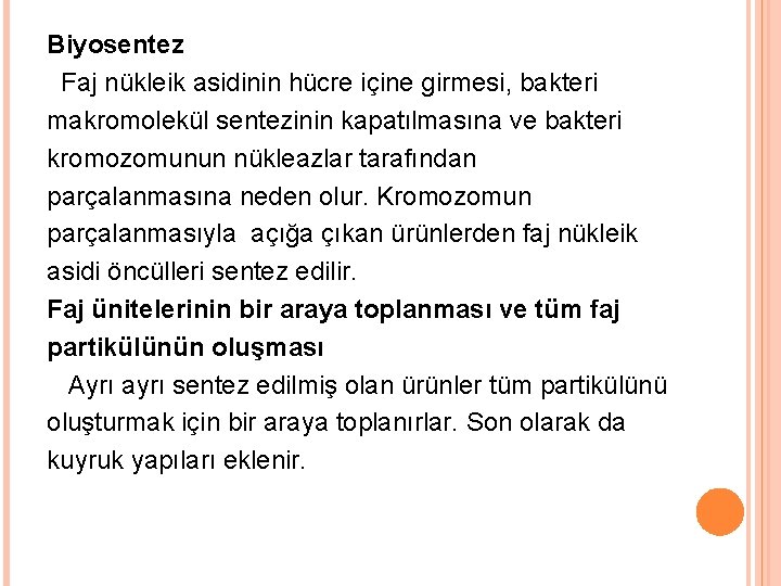 Biyosentez Faj nükleik asidinin hücre içine girmesi, bakteri makromolekül sentezinin kapatılmasına ve bakteri kromozomunun