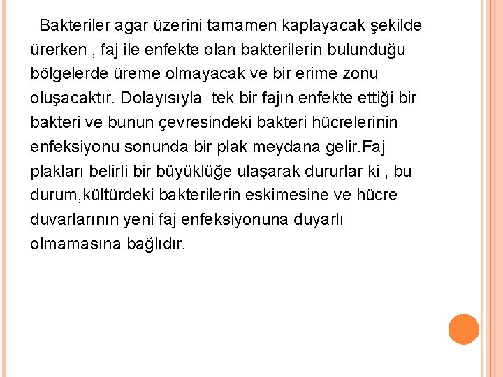 Bakteriler agar üzerini tamamen kaplayacak şekilde ürerken , faj ile enfekte olan bakterilerin bulunduğu