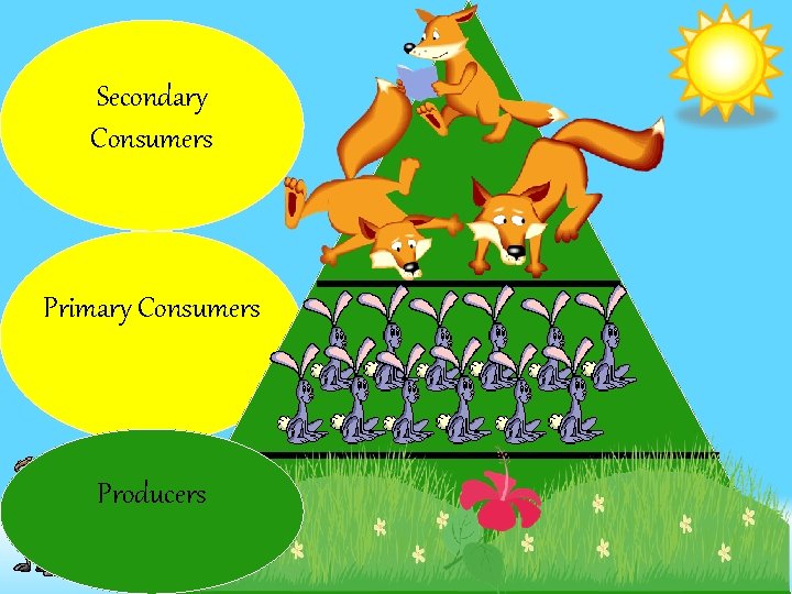 Secondary Consumers Primary Consumers Producers 