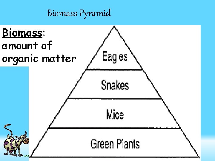 Biomass Pyramid Biomass: amount of organic matter 