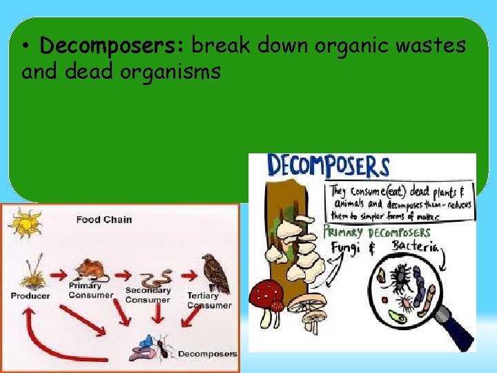  • Decomposers: break down organic wastes and dead organisms 