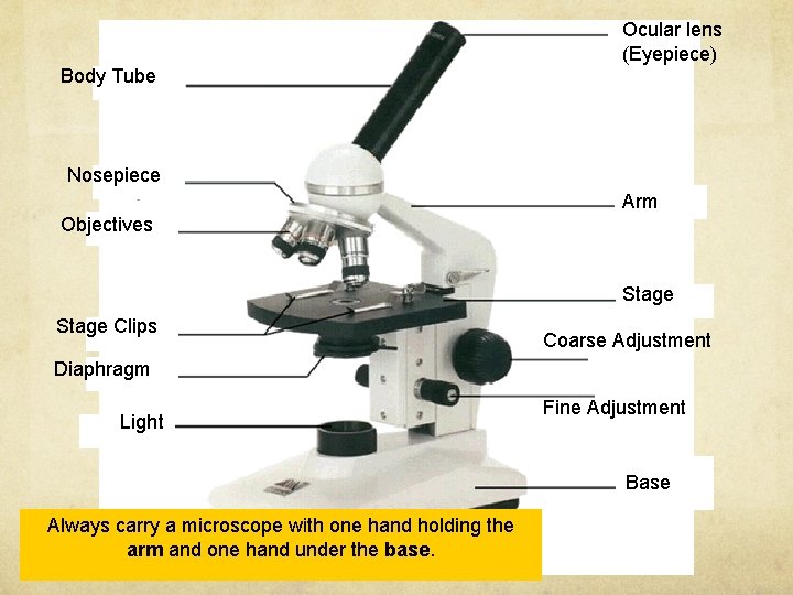 Ocular lens (Eyepiece) Body Tube Nosepiece Arm Objectives Stage Clips Coarse Adjustment Diaphragm Light