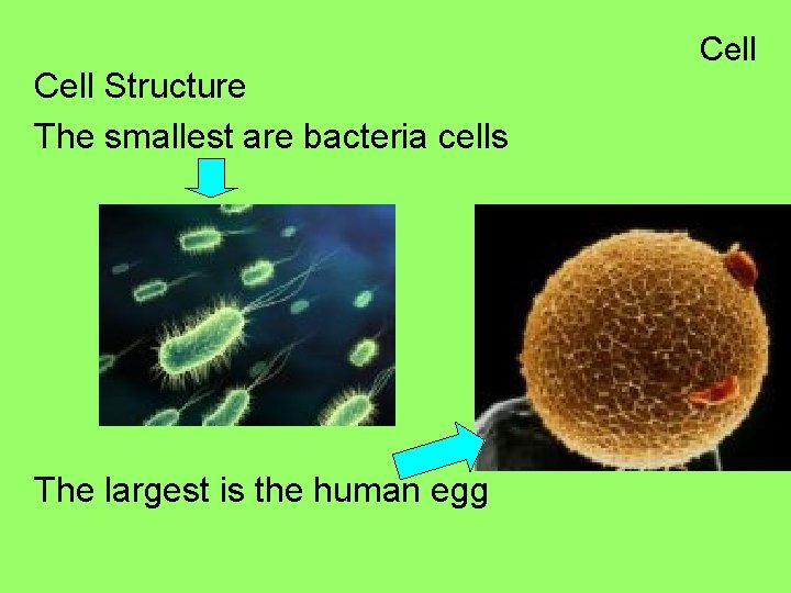 Cell Structure The smallest are bacteria cells The largest is the human egg Cell