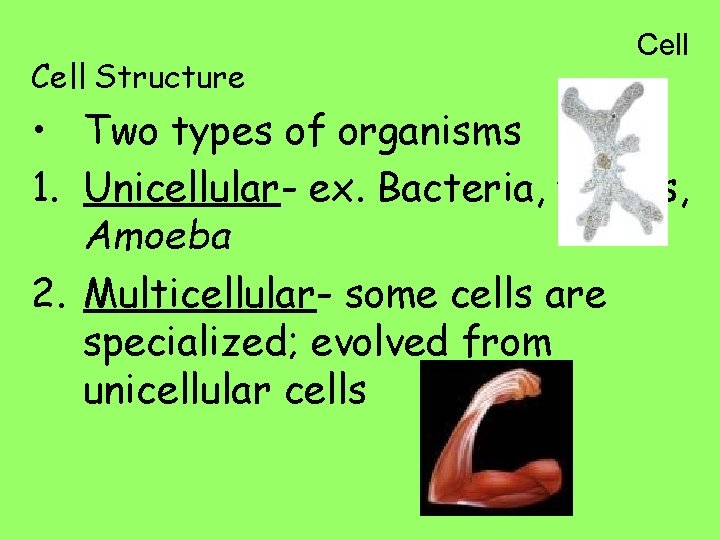 Cell Structure Cell • Two types of organisms 1. Unicellular- ex. Bacteria, yeasts, Amoeba