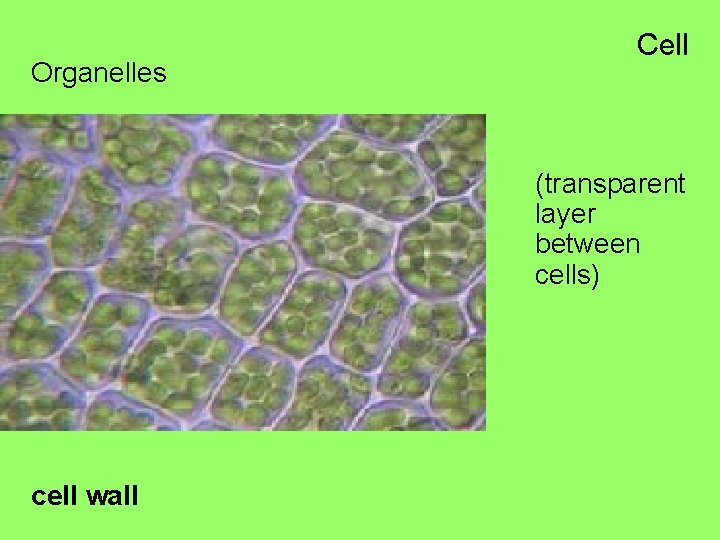Organelles Cell (transparent layer between cells) cell wall 