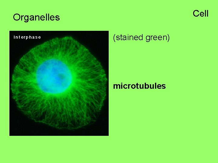 Cell Organelles (stained green) microtubules 