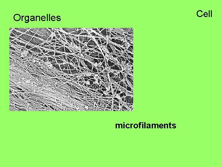 Cell Organelles microfilaments 