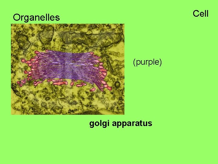 Cell Organelles (purple) golgi apparatus 