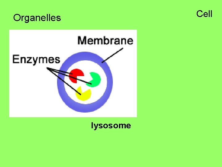 Cell Organelles lysosome 