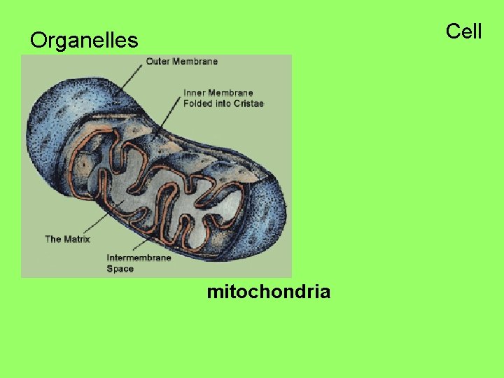 Cell Organelles mitochondria 