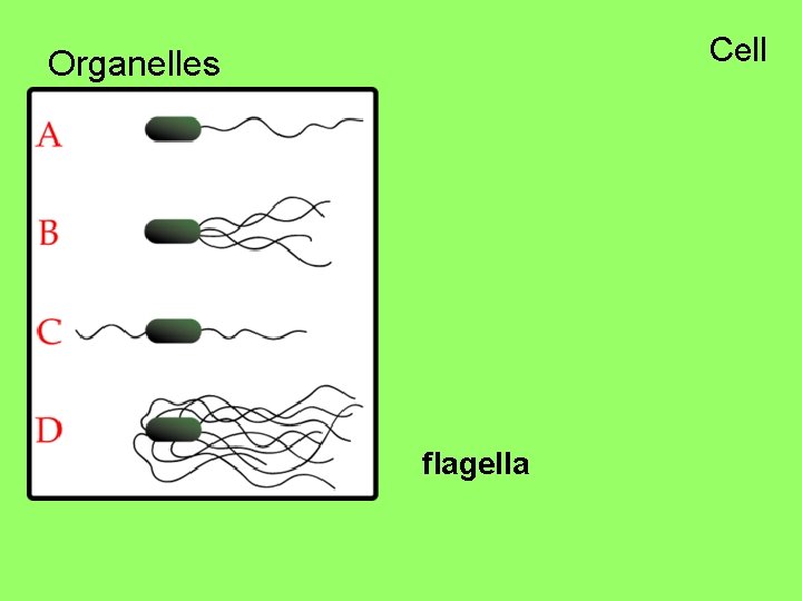 Cell Organelles flagella 