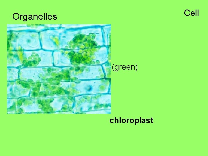 Cell Organelles (green) chloroplast 