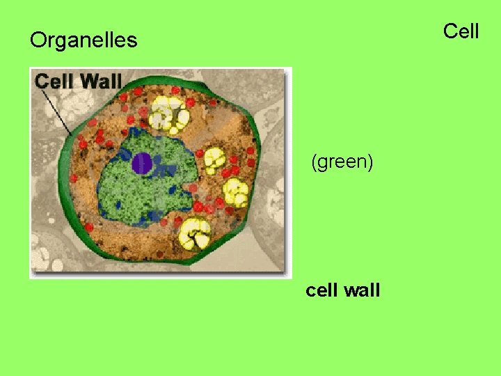 Cell Organelles (green) cell wall 