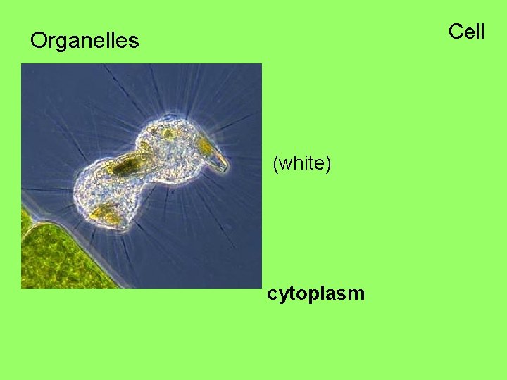 Cell Organelles (white) cytoplasm 