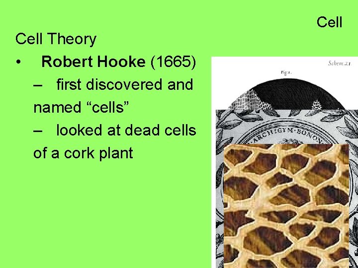 Cell Theory • Robert Hooke (1665) – first discovered and named “cells” – looked