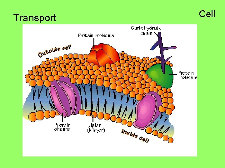 Transport Cell 