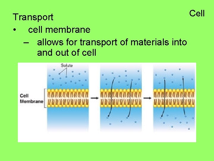 Cell Transport • cell membrane – allows for transport of materials into and out