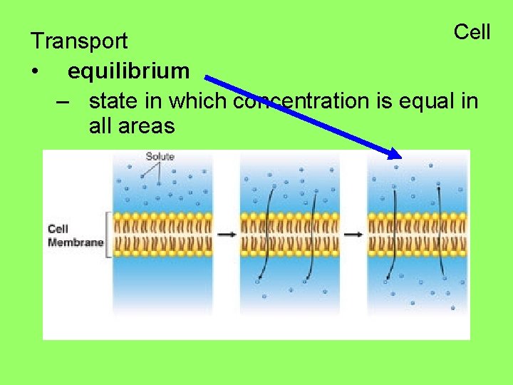 Cell Transport • equilibrium – state in which concentration is equal in all areas