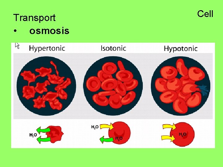 Transport • osmosis Cell 