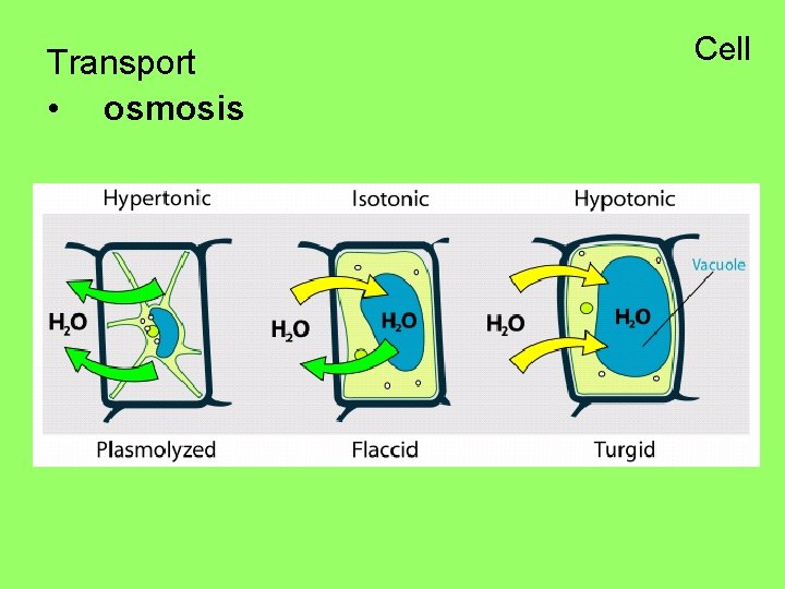 Transport • osmosis Cell 